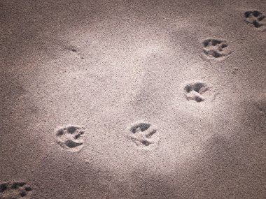Kumsalda ya da çölde kedi ya da tilki pençesi izleri. Doğal arkaplan.