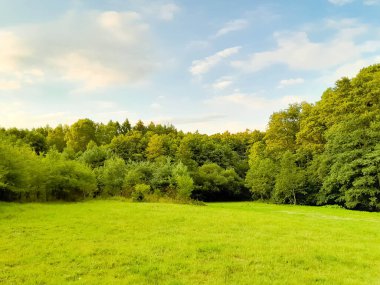 Ormanın ortasında bir çayır olsa ne güzel olurdu. Kuzey Polonya 'da dondurucu bahar.