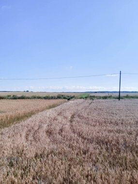 Yazın sonunda Kashubian tarlası. Kuzey Polonya 'da tarım.