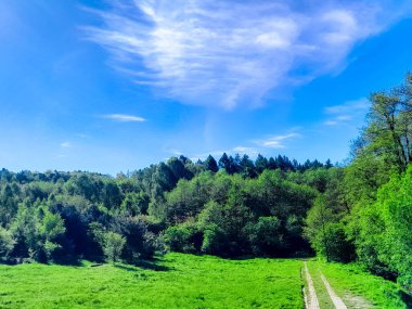 Ormanın ortasında bir çayır olsa ne güzel olurdu. Kuzey Polonya 'da dondurucu bahar.