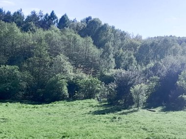 Ormanın ortasında bir çayır olsa ne güzel olurdu. Kuzey Polonya 'da dondurucu bahar.