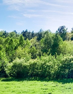 Ormanın ortasında bir çayır olsa ne güzel olurdu. Kuzey Polonya 'da dondurucu bahar.