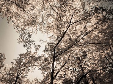 Arka planda ağaçlar. Yaz yeşili doğa. Uzayı kopyala soyut filtre tonu.