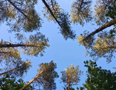 Orman ağacı mavi gökyüzüne karşı taçlandırılır. Doğal arkaplan.