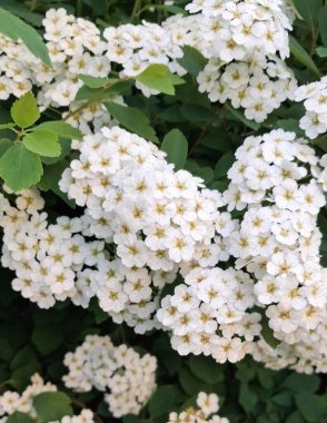 Çiçek açmış beyaz spiraea çiçeklerini kapatın. Doğal Arkaplan.