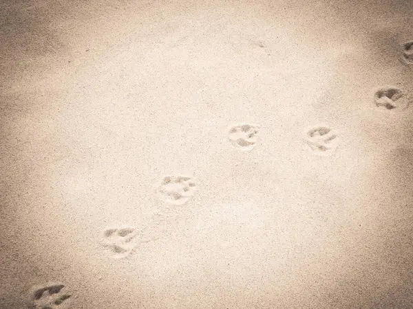 Kumda tilki pençesi izleri var. Doğa geçmişi. Boşluğu kopyala.