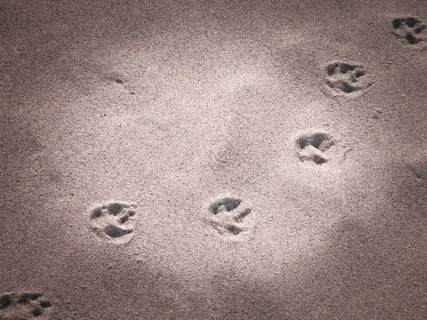 Kumsalda ya da çölde kedi ya da tilki pençesi izleri. Doğal arkaplan.