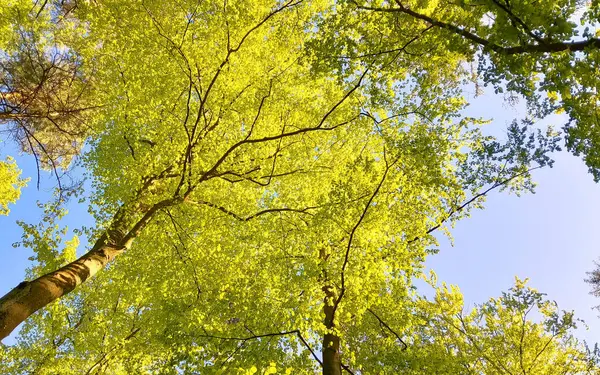 Mavi gökyüzü arka planında yeşil ağaçlar. Yaz yeşili doğa. Boşluğu kopyala.