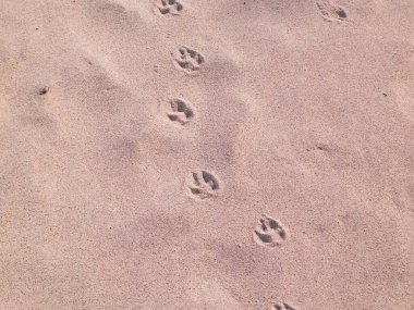 Kumsalda ya da çölde kedi ya da tilki pençesi izleri. Doğal arkaplan.