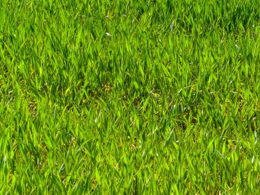 Yeşil çimleri doğal arka plan olarak kapatın. Boşluğu kopyala