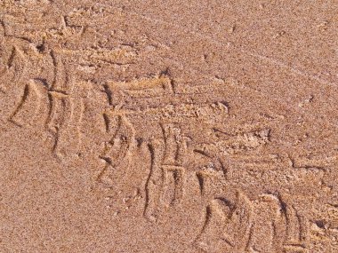 Çölün veya kumsalın üzerindeki lastik izleri. Doğal arka plan. Offroad ve seyahat kavramı.