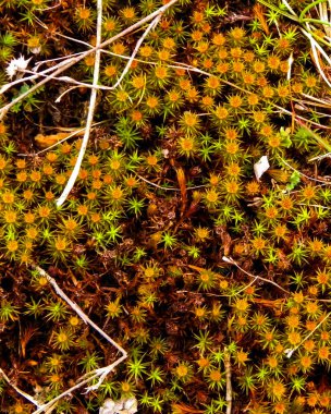 Close-up of forest moss and lichen. The beauty of nature as a background.