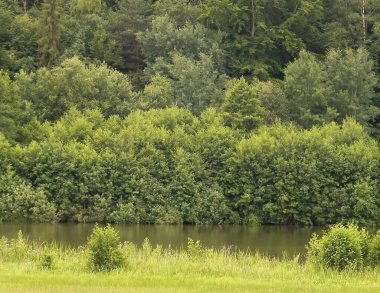 Ormanın önündeki küçük gölet. Kashubia bölgesindeki yaz doğasının güzelliği. Kuzey Polonya.