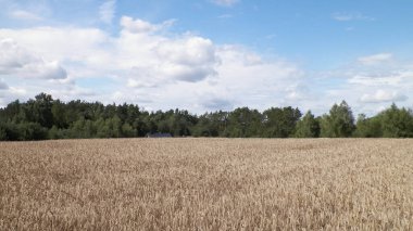Yazın sonunda Kashubian tarlası. Kuzey Polonya 'da tarım.