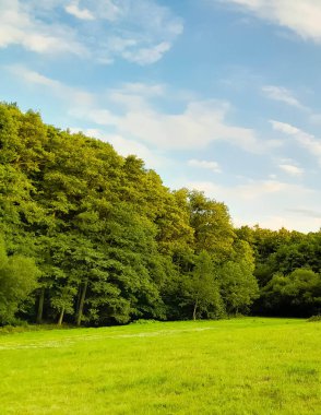 Ormanın ortasında bir çayır olsa ne güzel olurdu. Kuzey Polonya 'da dondurucu bahar.