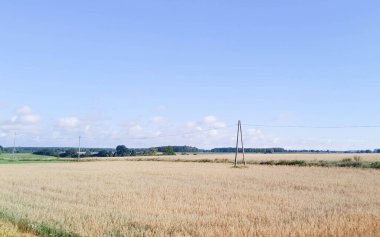 Yazın sonunda Kashubian tarlası. Kuzey Polonya 'da tarım.