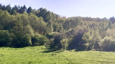 Ormanın ortasında bir çayır olsa ne güzel olurdu. Kuzey Polonya 'da dondurucu bahar.
