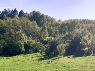 Ormanın ortasında bir çayır olsa ne güzel olurdu. Kuzey Polonya 'da dondurucu bahar.