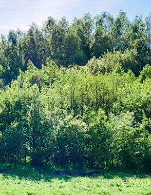 Ormanın ortasında bir çayır olsa ne güzel olurdu. Kuzey Polonya 'da dondurucu bahar.