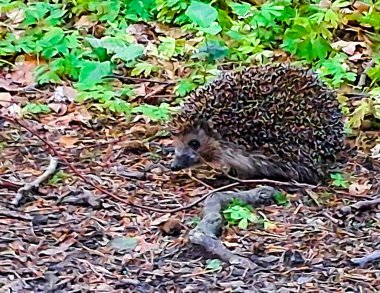 Ormandaki genç kirpi. Doğal ortamında vahşi bir hayvan..