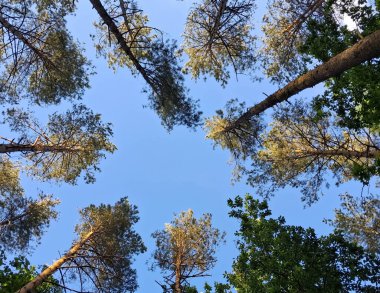 Orman ağacı mavi gökyüzüne karşı taçlandırılır. Doğal arkaplan.