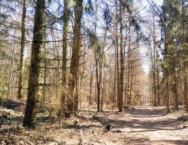 Ormanda ilkbahar. Kuzey Polonya 'nın doğası kıştan sonra uyanıyor. Kashubia 'nın Güzeli.