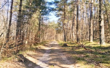 Ormanda ilkbahar. Kuzey Polonya 'nın doğası kıştan sonra uyanıyor. Kashubia 'nın Güzeli.