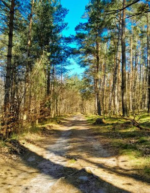 Kış mevsiminde ormanları uyandırmak inanılmaz. Kuzey Polonya 'da ilkbahar başlarında. Doğanın güzelliği konsepti.