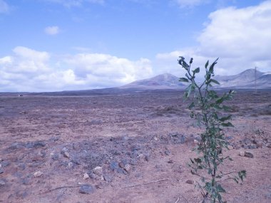 Lanzarote Adası 'nda çöl. Kanarya takımadalarının saf doğası.