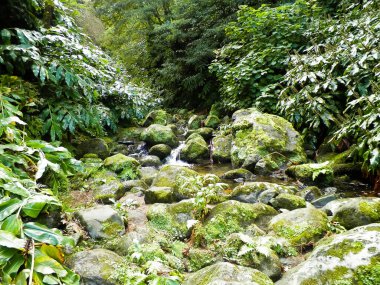 Ribeira Botanik Bahçesi 'ndeki küçük nehir Guilherme So Miguel Adası' nda. Azores arhipelagosunun vahşi egzotik doğası.