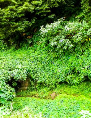 Sao Miguel Adası 'nda vahşi, tropikal bir orman. Azores.