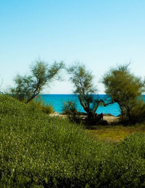 Akdeniz kıyılarındaki çürük ağaçlar, Treni kıyıları. Akdeniz doğası. Tatiller ve doğa konsepti. Mavi gökyüzünde uzayı kopyala. Vada, Toskana Bölgesi, İtalya,