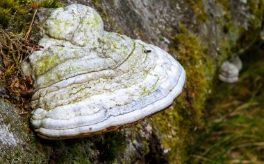 Ağaç gövdesindeki çoklu gözenekleri kapatın. Fomes fomentarius. Tinder fungus olarak da bilinir..