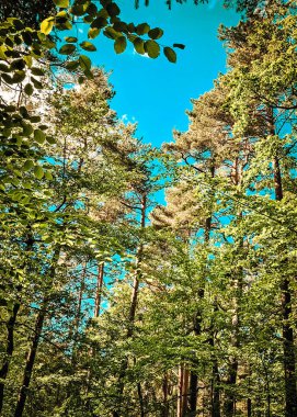 Orman ağacı mavi gökyüzüne karşı taçlandırılır. Doğal arkaplan.