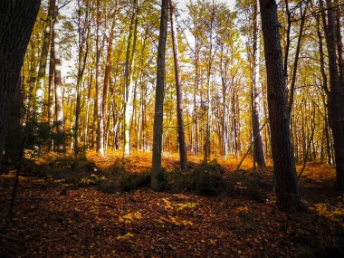 Ormanda sonbahar. Kuzey Polonya doğasının güzelliği..