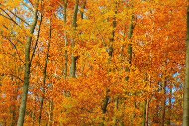 Sonbahar ağaçları doğal bir arka plan. Boşluğu kopyala.