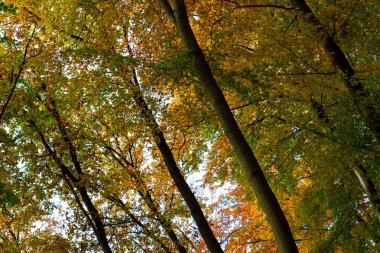 Sonbahar ağaçları doğal bir arka plan. Boşluğu kopyala.