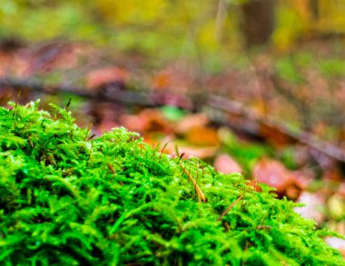 Ormandaki yeşil yosunları kapatın. Doğa Konsepti.