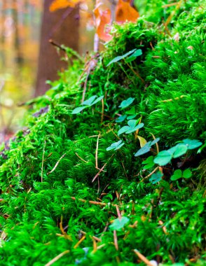 Ormandaki yeşil yosunları kapatın. Doğa Konsepti.