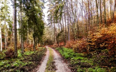 Sonbahar orman manzarası. Ormana düş. Sonbahar mevsimi doğası.