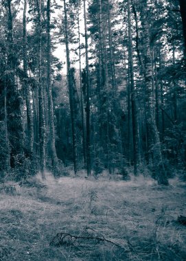 Dark forest landscape. BW filter toned.