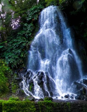 Tropikal ormanda şelale. Azores Takımadası. Sao Miguel Adası.