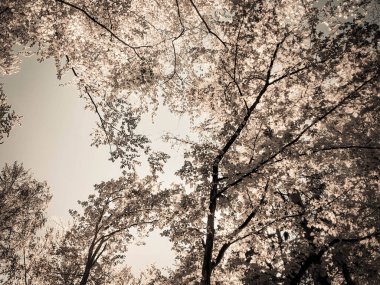 Arka planda ağaçlar. Yaz yeşili doğa. Uzayı kopyala soyut filtre tonu.