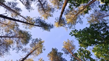 Orman ağacı mavi gökyüzüne karşı taçlandırılır. Doğal arkaplan.