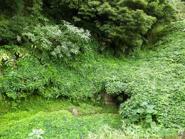 Sao Miguel Adası 'nda vahşi, tropikal bir orman. Azores.