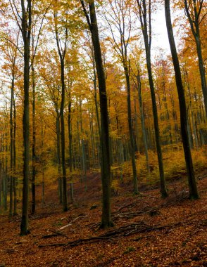 Wiezyca Polonya 'da sonbahar ormanı manzarası. Sonbahar mevsimi doğası.