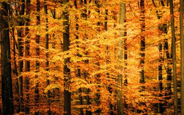 Sonbahar ağaçları doğal bir arka plan. Boşluğu kopyala.