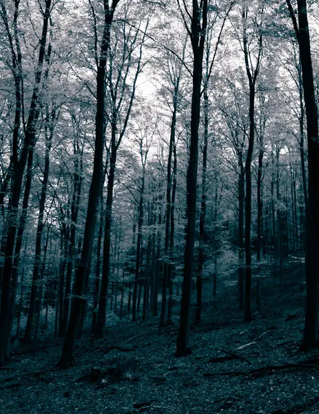 Karanlık sonbahar orman manzarası.. Sonbahar mevsimi doğası. BW filtre tonu.