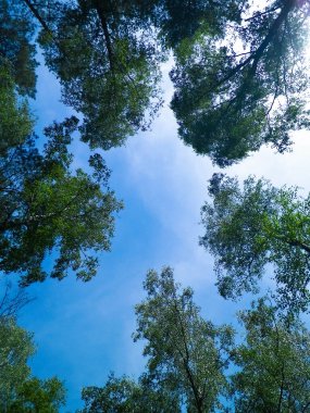 Tuchola Ormanı ağaçları doğal bir arka plan. Keşif ve yaz doğa konsepti. Polonya 'nın Güney Kashubia bölgesindeki Tuchola Ormanı.