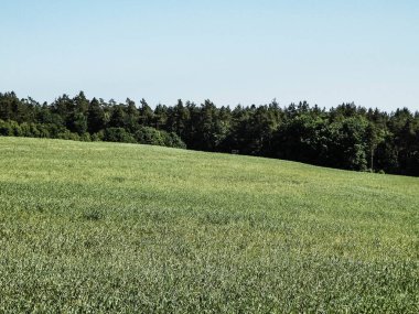 Kashubian köyündeki yeşil arazinin doğası. Doğa ve tarım kavramı.